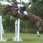 Lotus T Holsteiner Stallion