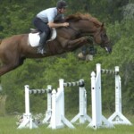 Lotus T Holsteiner Stallion