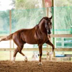 Lotus T Holsteiner Stallion